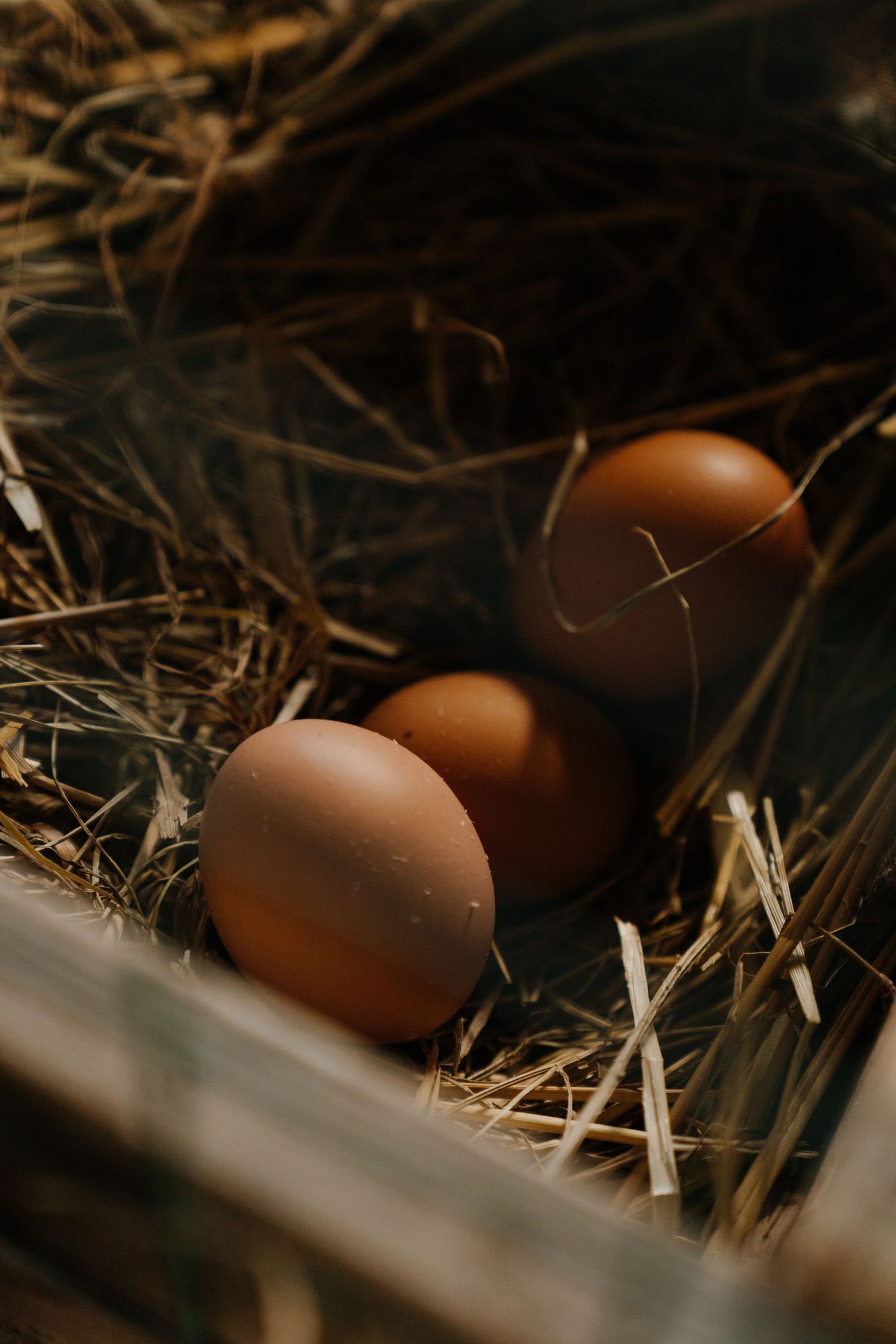 Fresh brown eggs resting in straw