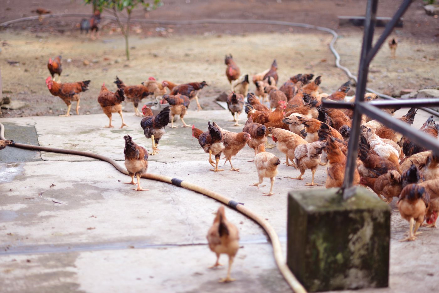Laying hens in a clean farm shed