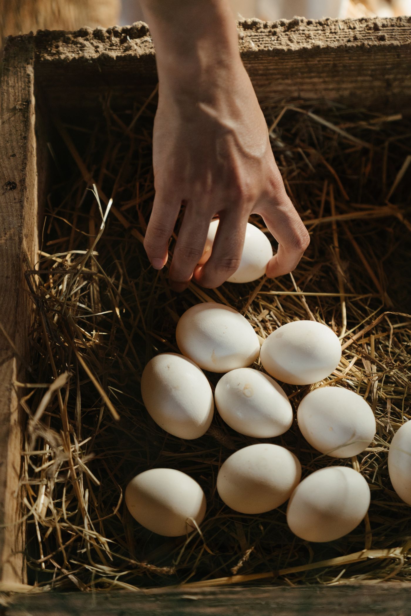 Fresh white eggs collected from the nest
