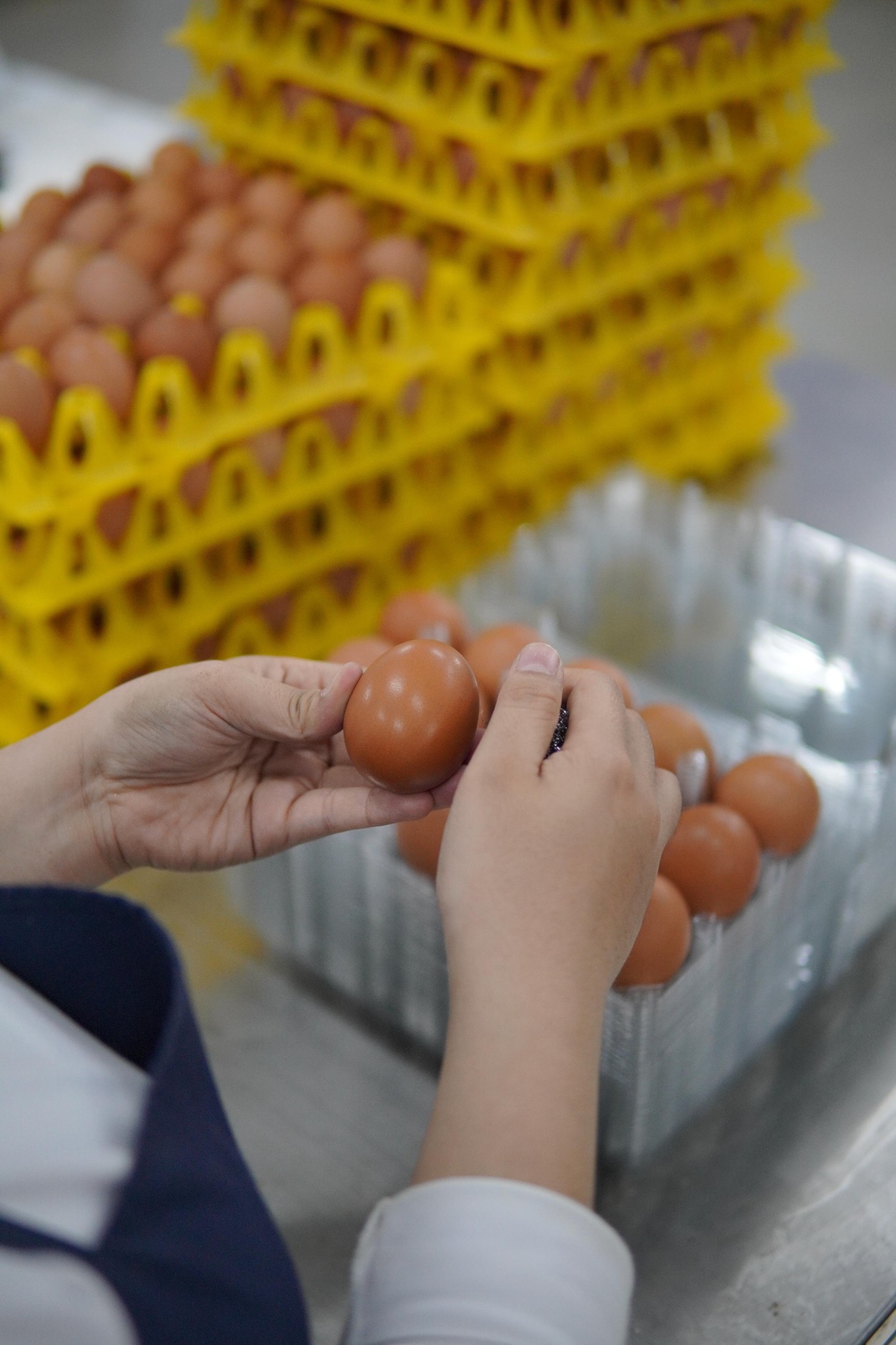 Eggs being sorted and graded by size