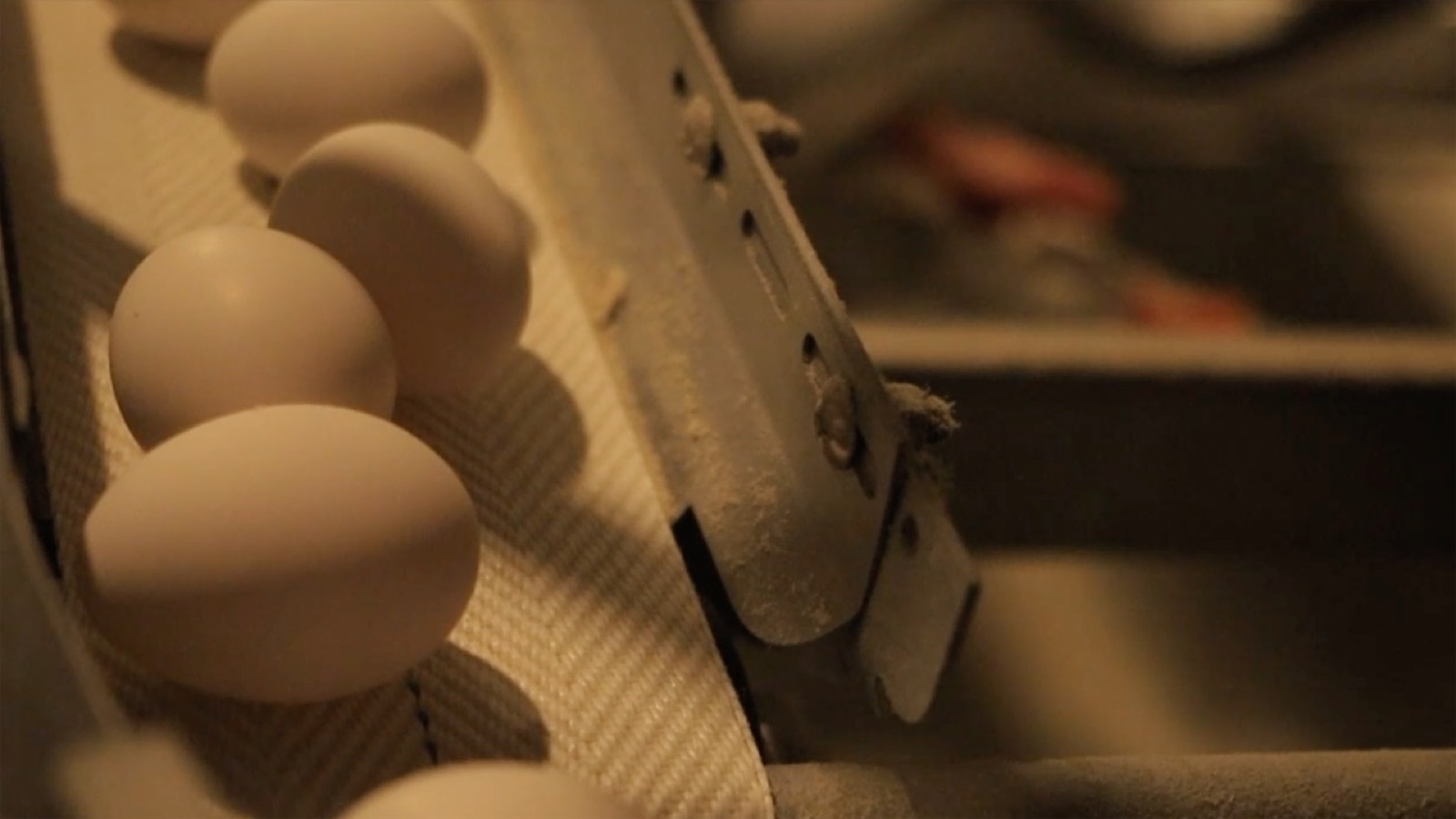 Fresh eggs rolling along the collection belt at the NIKO farm