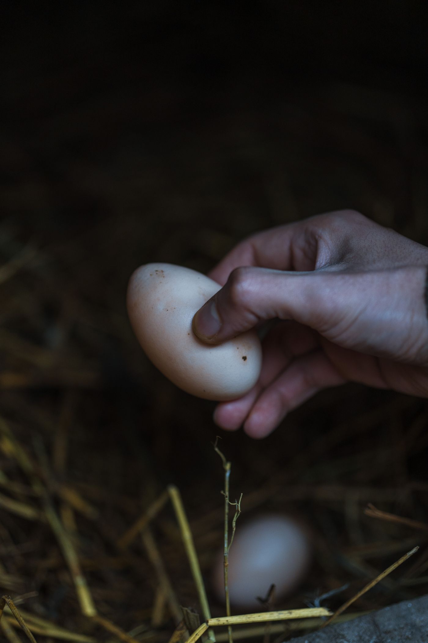 A hand holding a single fresh egg