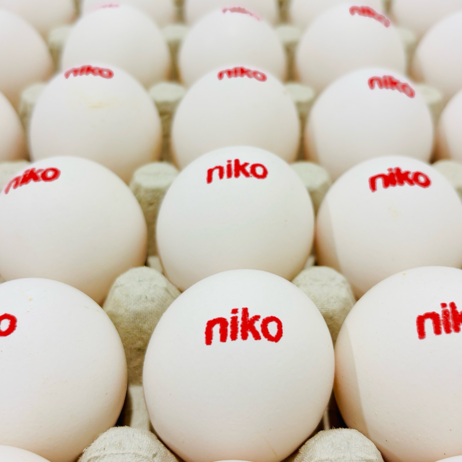 Rows of white NIKO eggs in a tray, each with the NIKO print